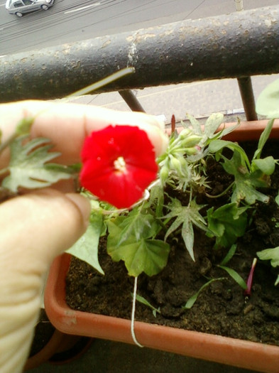 24 iunie 2012-flori 002