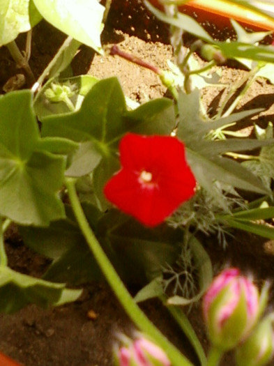 24 iunie 2012-flori 028