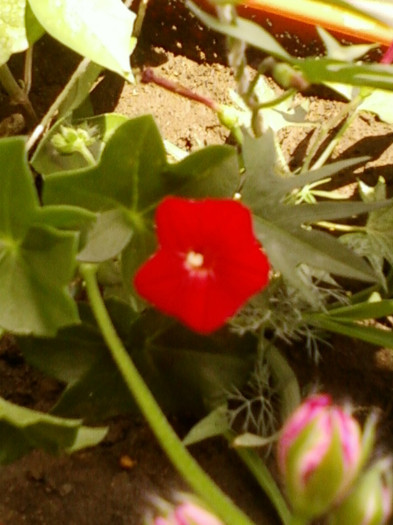 zorele-cardinal climber