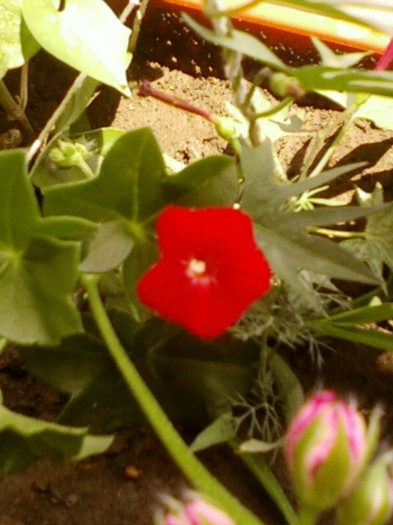 24 iunie 2012-flori 031