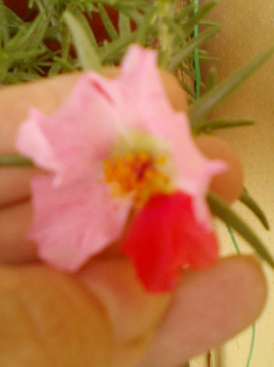 portulaca pestrita