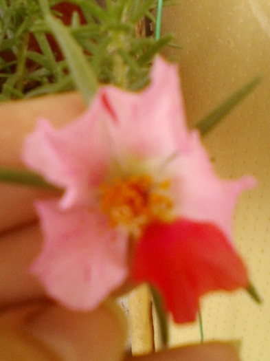 24 iunie 2012-flori 011