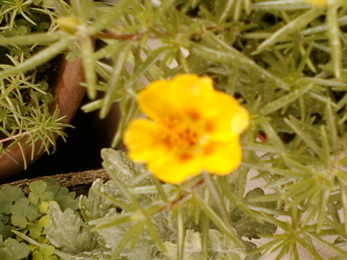 24 iunie 2012-flori 012