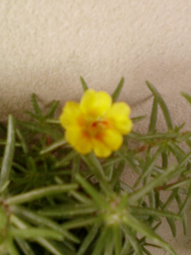 portulaca simpla-galbena
