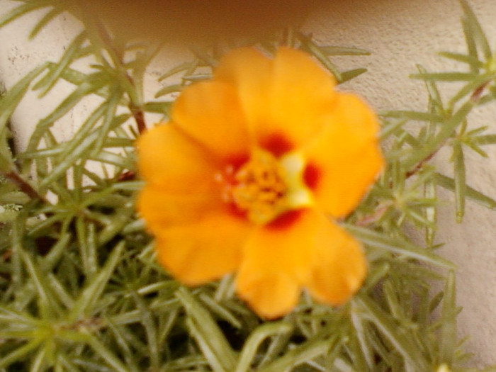 portulaca simpla-portocalie - iunie 2012-flori