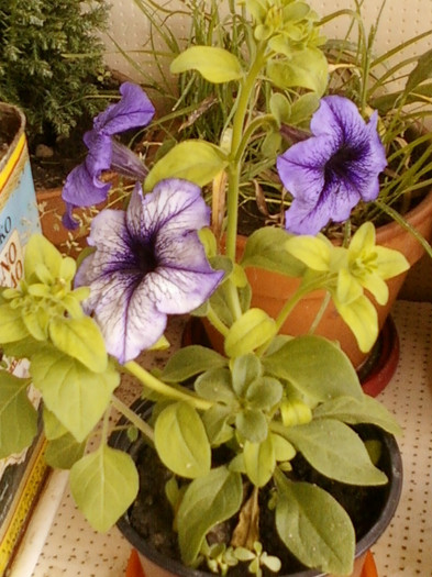 24 iunie 2012-flori 027
