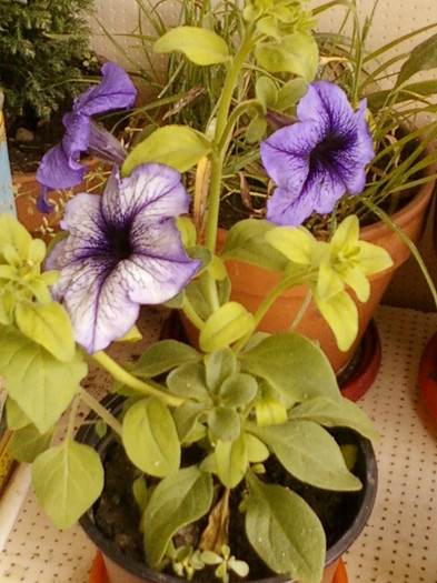 24 iunie 2012-flori 032