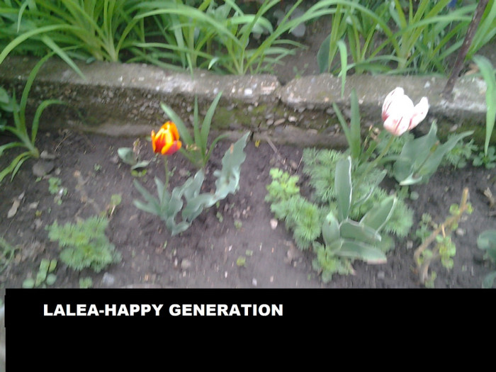 HAPPY GENERATION - FLORI-DE-PRIMAVARA