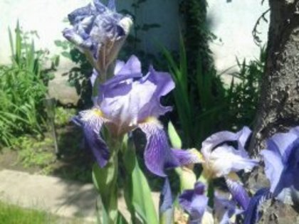 IRIS COMUN