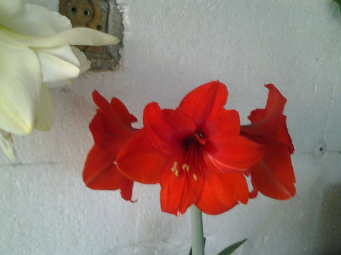 AMARYLLIS