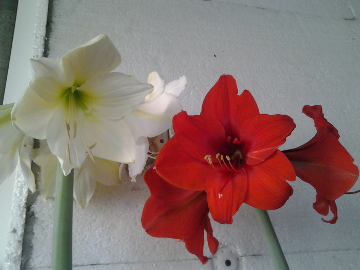 AMARYLLIS