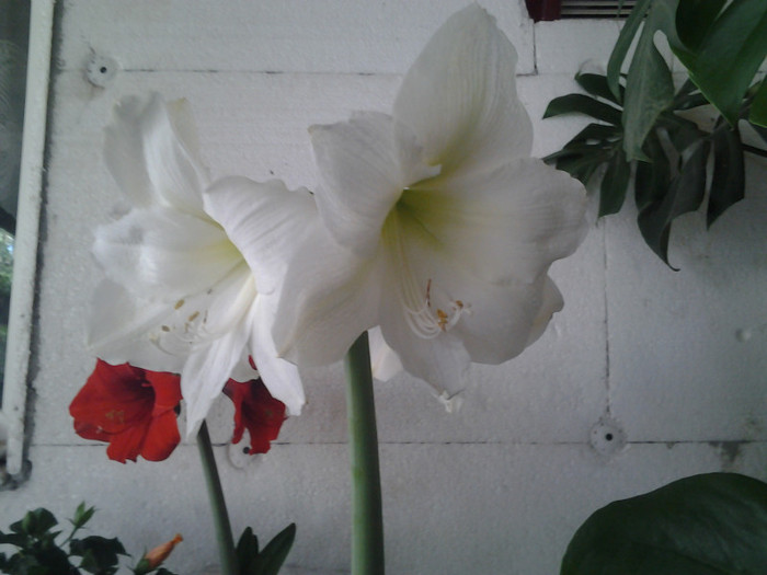 AMARYLLIS