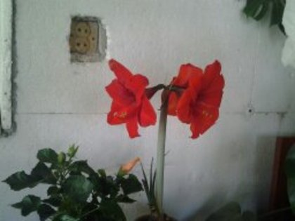 AMARYLLIS