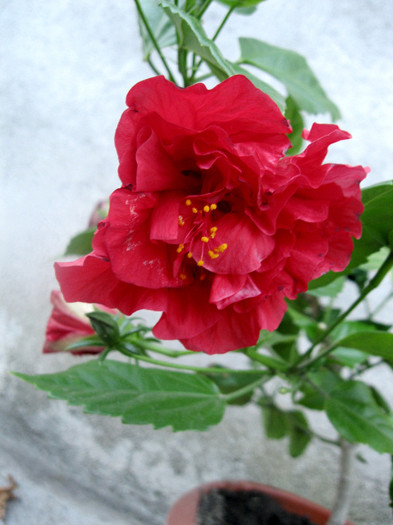  - Hibiscus_ rosa sinensis - Trandafirul chinezesc-12