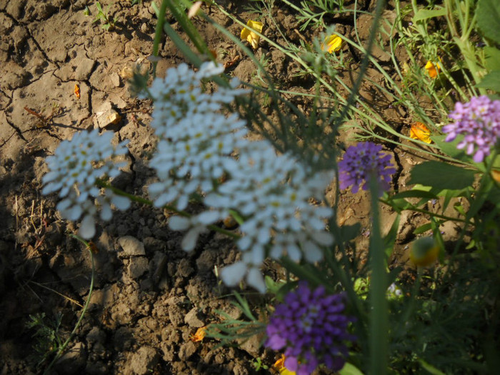 DSCN3797 - 14 flori de iunie 2012