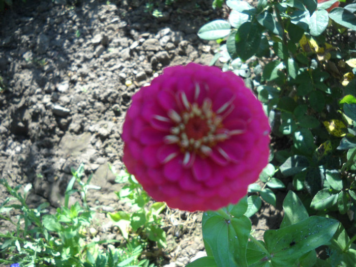 DSCN3798 - 14 flori de iunie 2012