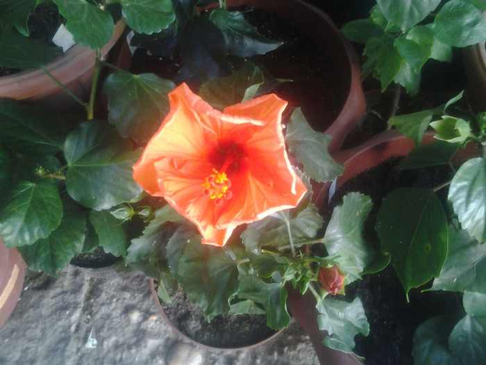 HIBISCUS WIKII ORANGE 30 ron