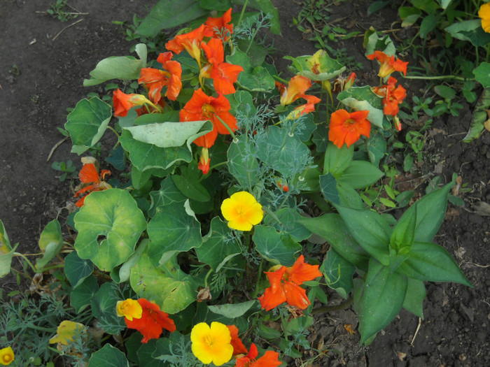 DSCN3932 - 14 flori de iunie 2012