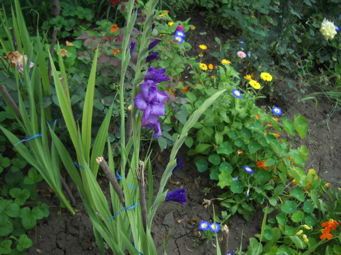 DSCN3903 - 19 gladiole 2012