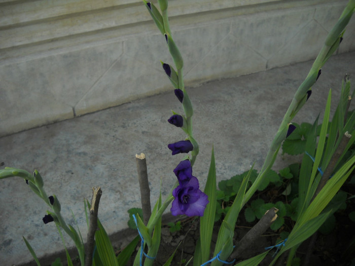 DSCN3851 - 19 gladiole 2012