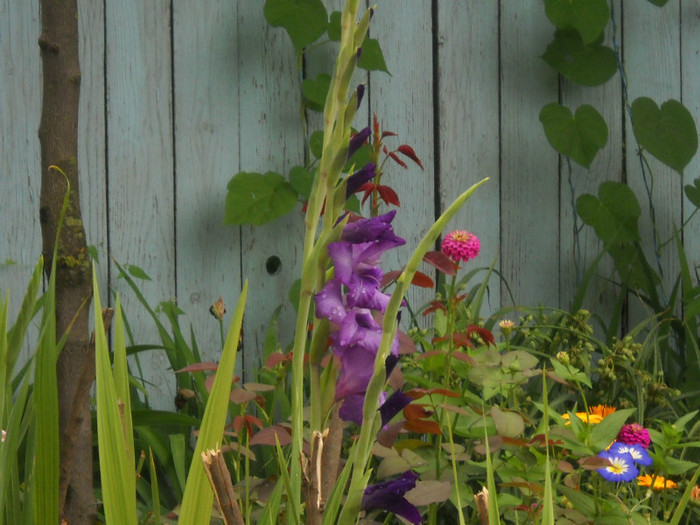 DSCN3897 - 19 gladiole 2012