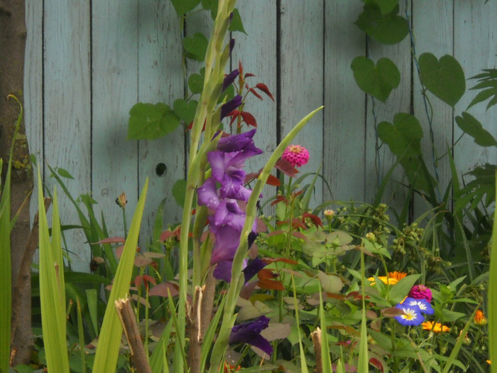 DSCN3898 - 19 gladiole 2012