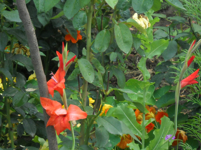 DSCN3899 - 19 gladiole 2012