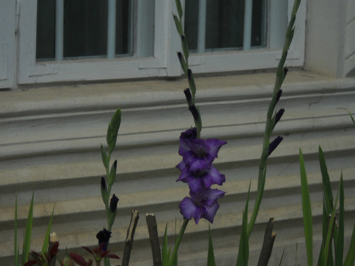 DSCN3900 - 19 gladiole 2012