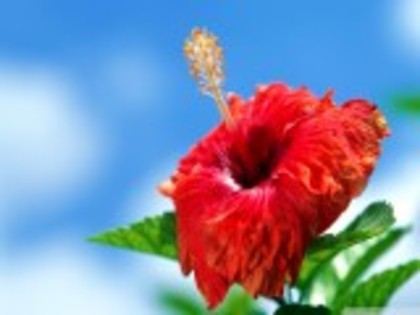 ( WEB-GFX-687302