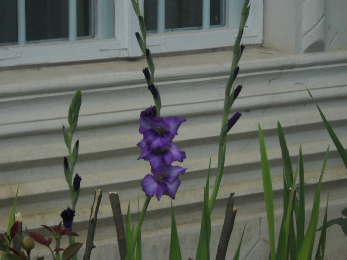 DSCN3901 - 19 gladiole 2012