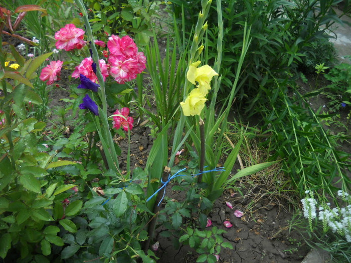 DSCN3902 - 19 gladiole 2012