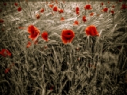 300-flowers-hd-wallpaper-1280x800-324398