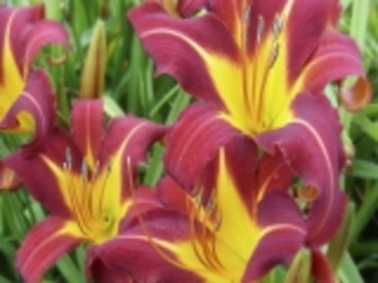 Delicate Blooms-692210