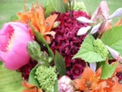 florile verii poza cu lalele-180157