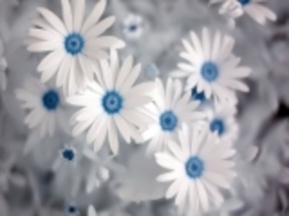 summer_flowers [DesktopNexus-553593