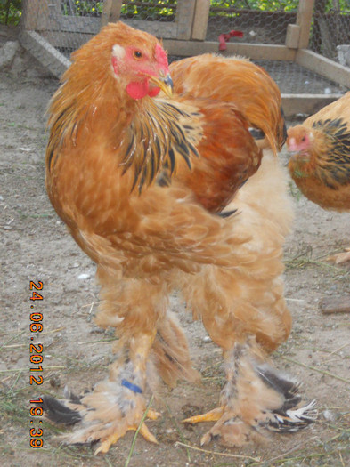 019 - tineret 2012