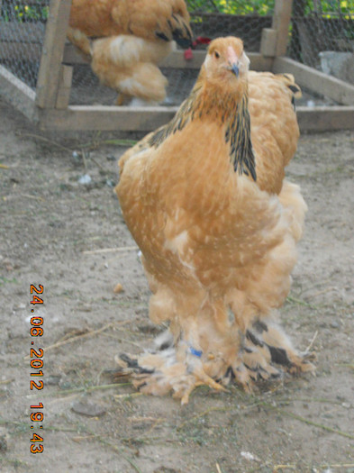 021 - tineret 2012