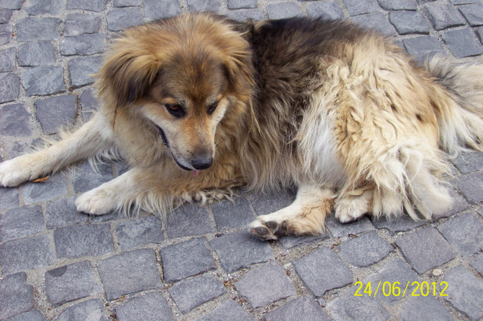 CAINELE ESTE MASCOTA CETATII SIGHISOARA - CURIOZITATI DIN LUMEA ANIMALA