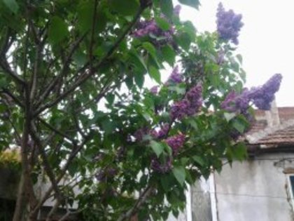 LILIAC - FLORI-DE-PRIMAVARA