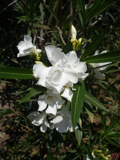 P1150005