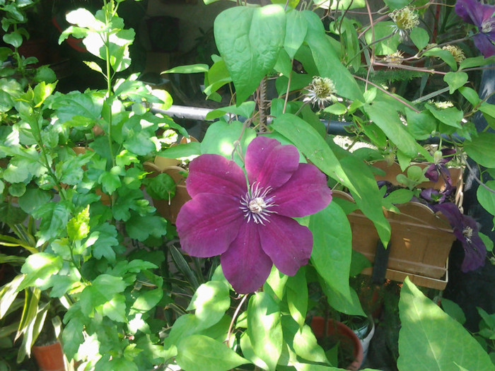 CLEMATITA - CLEMATITE