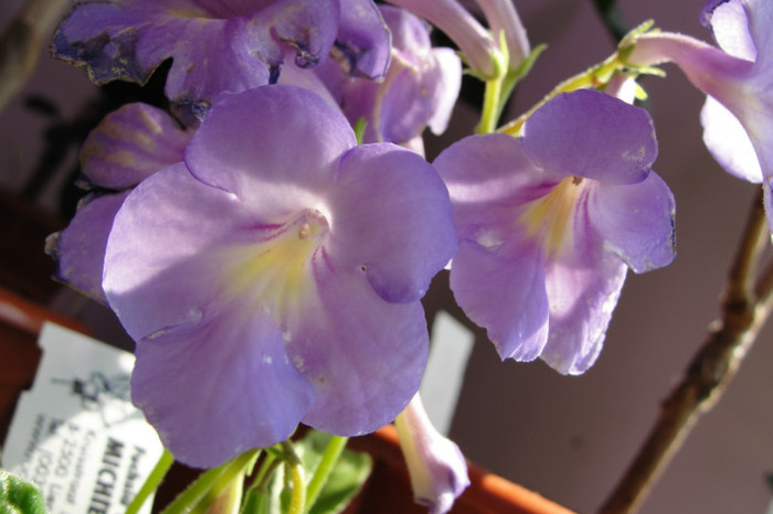 Anna Maria - Streptocarpus- am renuntat la ei