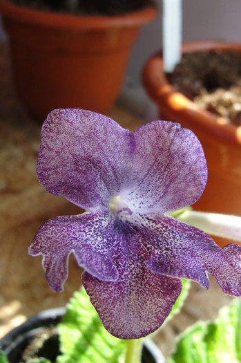 hototosigu - Streptocarpus- am renuntat la ei