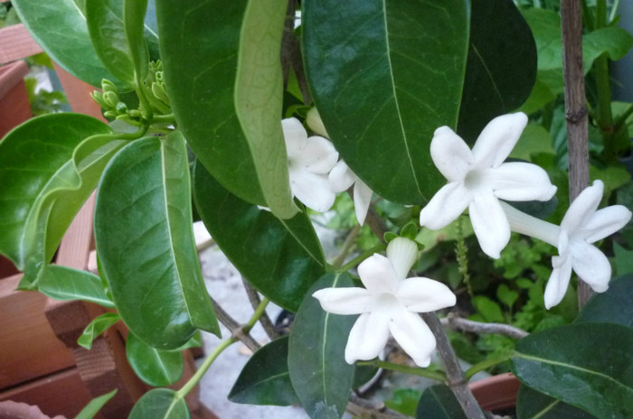 parfum... - Iasomie de madagascar