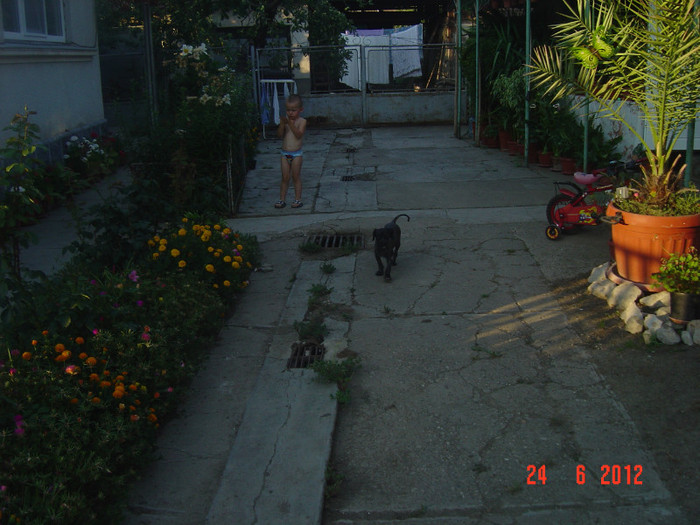 poze 1045 - 2011-2012 CURTEA MEA