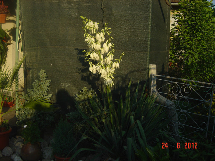 poze 1034 - 2011-2012 CURTEA MEA