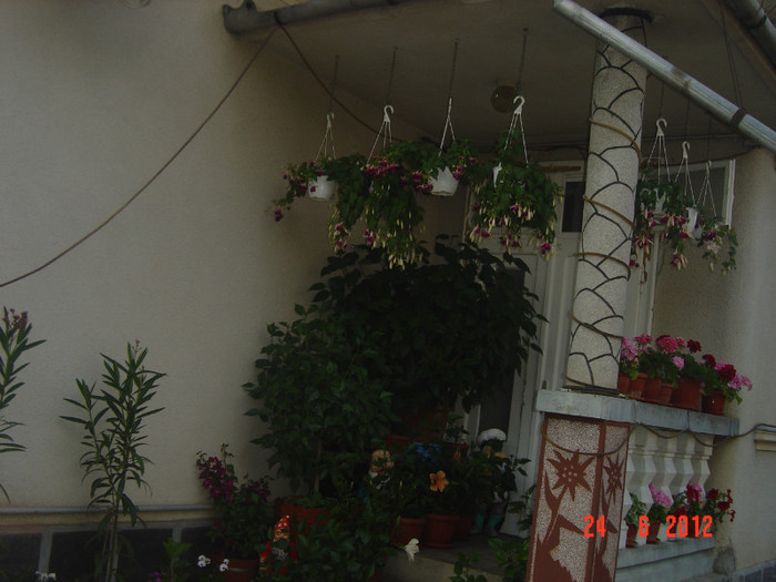 poze 1036 - 2011-2012 CURTEA MEA
