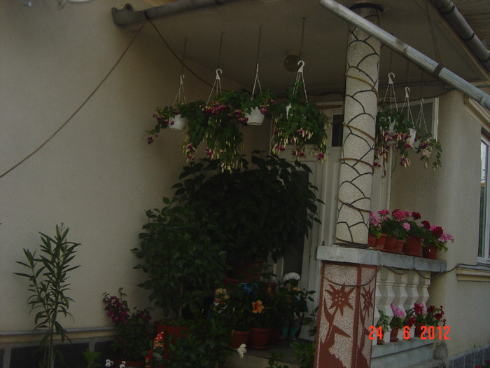 poze 1037 - 2011-2012 CURTEA MEA