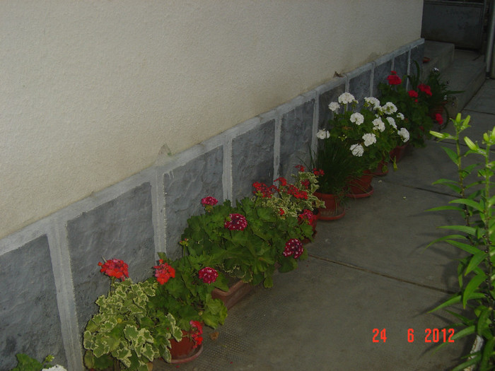 poze 1038 - 2011-2012 CURTEA MEA