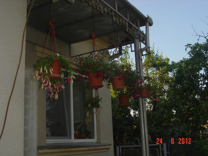 poze 1039 - 2011-2012 CURTEA MEA
